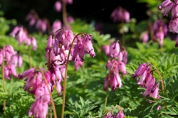 Dicentra King of Hearts